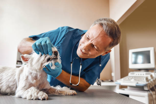Best 24-Hour Emergency Dental Care in Cherry Brah, NC